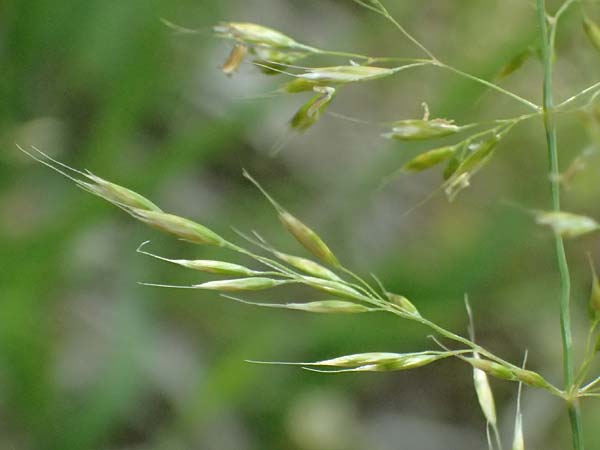 Trisetum flavescens \ Wiesen-Goldhafer / Yellow Oat Grass, D Eiersheim 31.5.2025