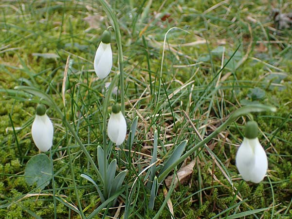 Galanthus elwesii x nivalis \ Hybrid-Schneeglckchen / Hybrid Snowdrop, D Mannheim 3.2.2022