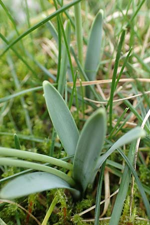 Galanthus elwesii x nivalis \ Hybrid-Schneeglckchen / Hybrid Snowdrop, D Mannheim 3.2.2022