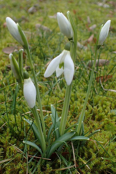 Galanthus elwesii x nivalis \ Hybrid-Schneeglckchen / Hybrid Snowdrop, D Mannheim 3.2.2022
