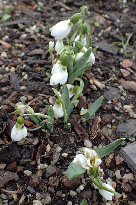 Galanthus elwesii x nivalis \ Hybrid-Schneeglckchen / Hybrid Snowdrop, D Mannheim 3.2.2022