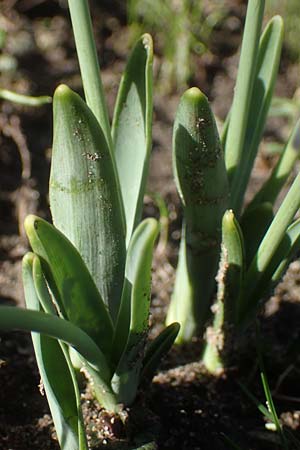 Galanthus elwesii x nivalis \ Hybrid-Schneeglckchen / Hybrid Snowdrop, D Mannheim 9.2.2022