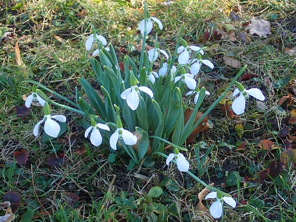 Galanthus elwesii x nivalis \ Hybrid-Schneeglckchen / Hybrid Snowdrop, D Mannheim 9.2.2022