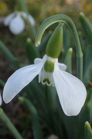 Galanthus elwesii x nivalis \ Hybrid-Schneeglckchen / Hybrid Snowdrop, D Mannheim 9.2.2022