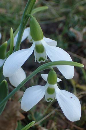 Galanthus elwesii x nivalis \ Hybrid-Schneeglckchen / Hybrid Snowdrop, D Mannheim 9.2.2022