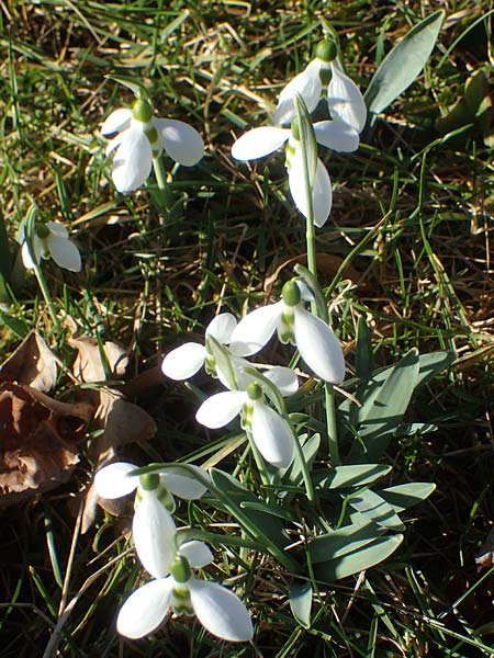 Galanthus elwesii x nivalis \ Hybrid-Schneeglckchen / Hybrid Snowdrop, D Mannheim 9.2.2022