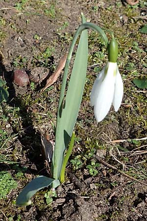 Galanthus elwesii x nivalis \ Hybrid-Schneeglckchen / Hybrid Snowdrop, D Mannheim-Rheinau 26.2.2022