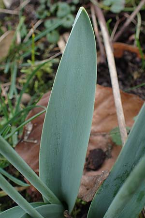 Galanthus elwesii x nivalis \ Hybrid-Schneeglckchen / Hybrid Snowdrop, D Mannheim 3.2.2022