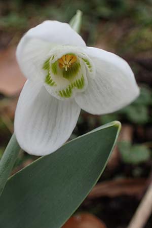 Galanthus elwesii x nivalis \ Hybrid-Schneeglckchen / Hybrid Snowdrop, D Mannheim 3.2.2022