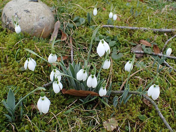 Galanthus elwesii x nivalis \ Hybrid-Schneeglckchen / Hybrid Snowdrop, D Mannheim 3.2.2022