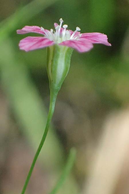 Gypsophila muralis \ Acker-Gipskraut, D Bad König 20.7.2024