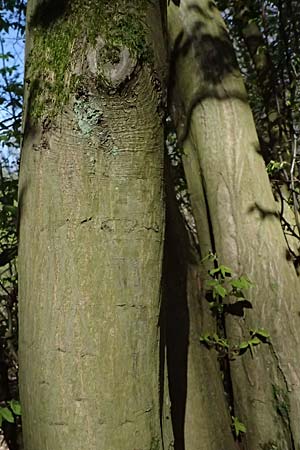 Carpinus betulus \ Hain-Buche, Wei-Buche / Hornbeam, D Hagen 11.4.2025