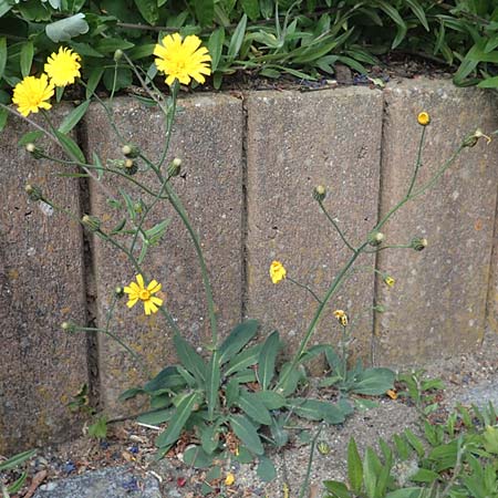 Hieracium onosmoides subsp. buglossoides \ Lotwurzblttriges Habichtskraut, D Günzburg 24.5.2025