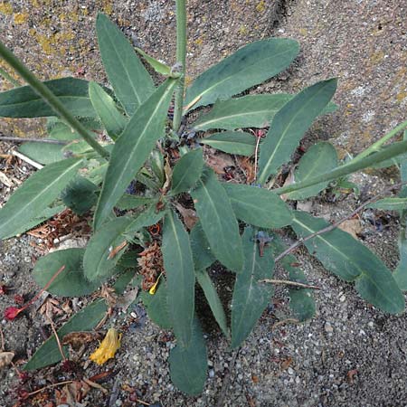 Hieracium onosmoides subsp. buglossoides \ Lotwurzblttriges Habichtskraut, D Günzburg 24.5.2025