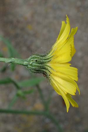 Hieracium onosmoides subsp. buglossoides \ Lotwurzblttriges Habichtskraut, D Günzburg 24.5.2025