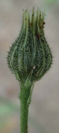Hieracium onosmoides subsp. buglossoides \ Lotwurzblttriges Habichtskraut, D Günzburg 24.5.2025