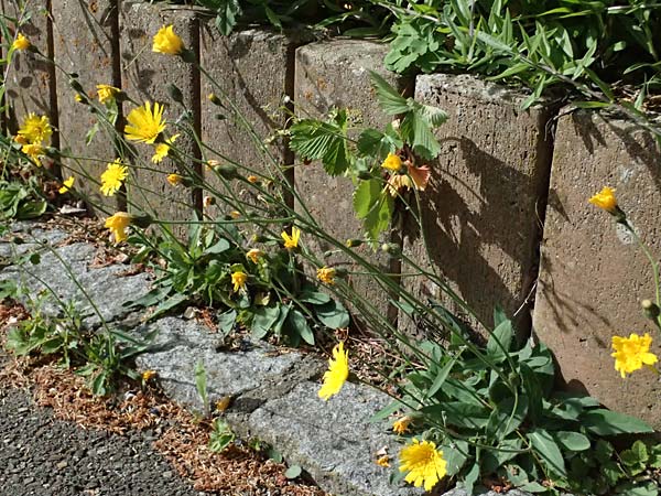 Hieracium onosmoides subsp. buglossoides \ Lotwurzblttriges Habichtskraut, D Günzburg 24.5.2025
