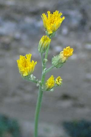 Hieracium bauhini \ Ungarisches Habichtskraut / Bauhin's Hawkweed, D Mannheim 25.8.2025