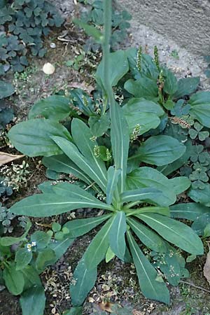 Hieracium bauhini \ Ungarisches Habichtskraut / Bauhin's Hawkweed, D Mannheim 25.8.2025