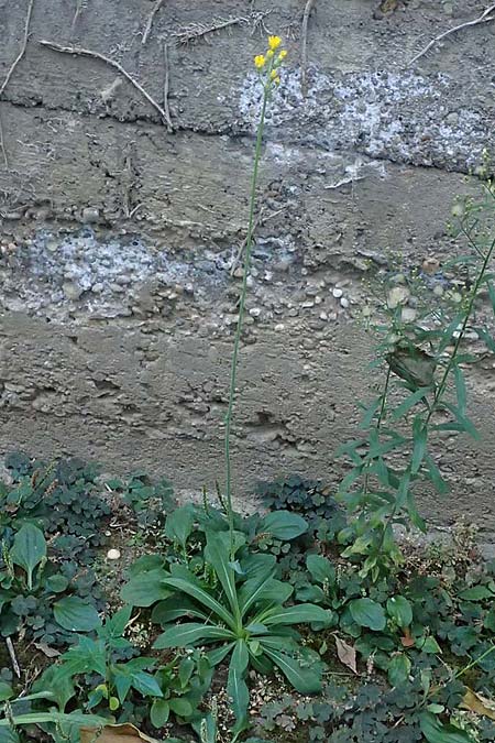 Hieracium bauhini \ Ungarisches Habichtskraut / Bauhin's Hawkweed, D Mannheim 25.8.2025