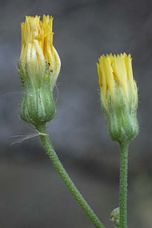 Hieracium bauhini \ Ungarisches Habichtskraut / Bauhin's Hawkweed, D Mannheim 25.8.2025