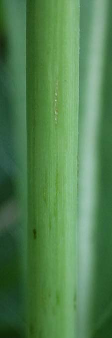 Hieracium bauhini \ Ungarisches Habichtskraut / Bauhin's Hawkweed, D Mannheim 25.8.2025