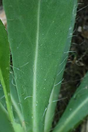 Hieracium bauhini \ Ungarisches Habichtskraut / Bauhin's Hawkweed, D Mannheim 25.8.2025