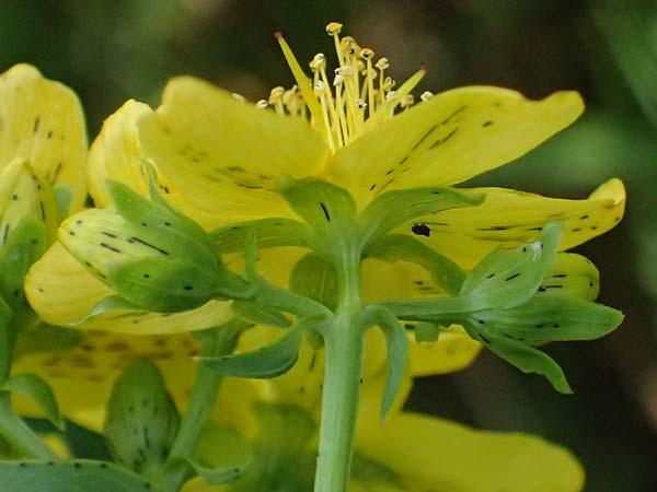 Hypericum desetangsii \ Gewhnliches Bastard-Johanniskraut / Des Etangs' St. John's-Wort, D Otzberg 16.8.2025