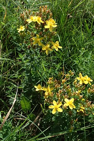 Hypericum desetangsii \ Gewhnliches Bastard-Johanniskraut / Des Etangs' St. John's-Wort, D Otzberg 16.8.2025