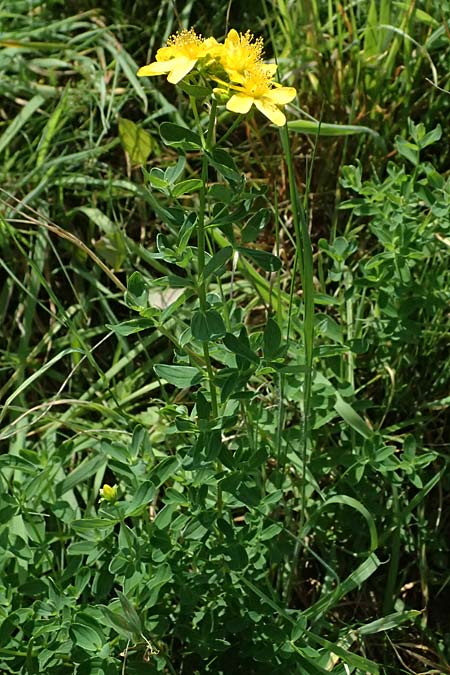 Hypericum desetangsii \ Gewhnliches Bastard-Johanniskraut / Des Etangs' St. John's-Wort, D Otzberg 16.8.2025