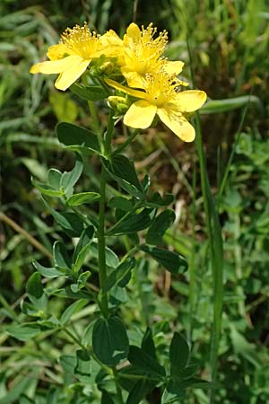 Hypericum desetangsii \ Gewhnliches Bastard-Johanniskraut / Des Etangs' St. John's-Wort, D Otzberg 16.8.2025