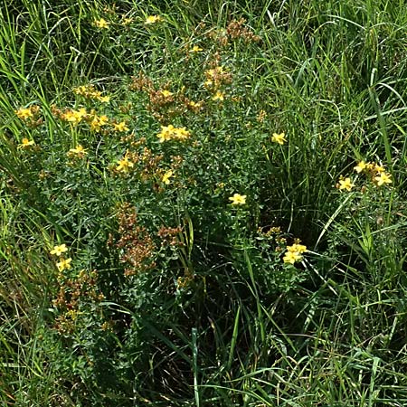 Hypericum desetangsii \ Gewhnliches Bastard-Johanniskraut / Des Etangs' St. John's-Wort, D Otzberg 16.8.2025