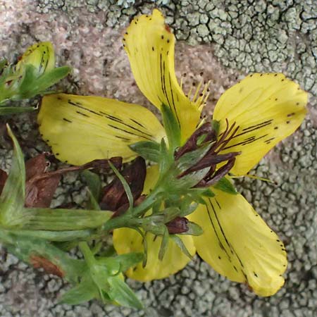 Hypericum desetangsii \ Gew�hnliches Bastard-Johanniskraut / Des Etangs' St. John's-Wort, D Heidelberg 29.8.2026