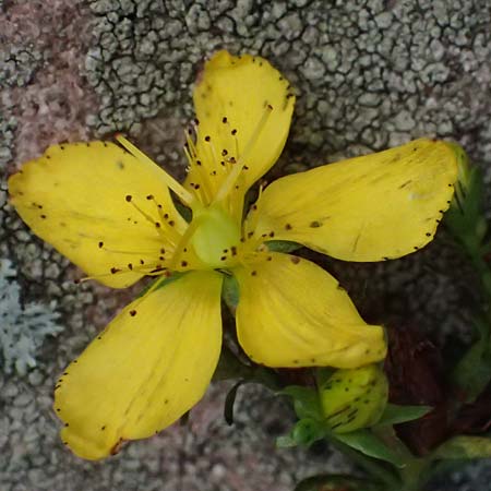 Hypericum desetangsii \ Gew�hnliches Bastard-Johanniskraut / Des Etangs' St. John's-Wort, D Heidelberg 29.8.2026