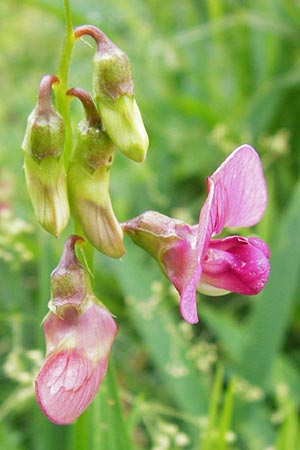 Lathyrus sylvestris \ Wald-Platterbse / Narrow-Leaved Flat Pea, D Tübingen 20.6.2015