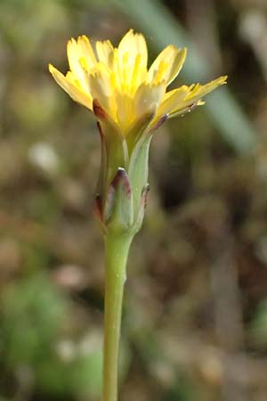 Hypochaeris glabra \ Kahles Ferkelkraut, Sand-Ferkelkraut / Smooth Cat's-Ear, D Eisenberg 9.5.2024