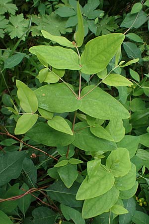 Hypericum x inodorum \ Duftloses Johanniskraut / Tall Tutsan, D K&ouml;nigstein-Falkenstein 30.6.2023