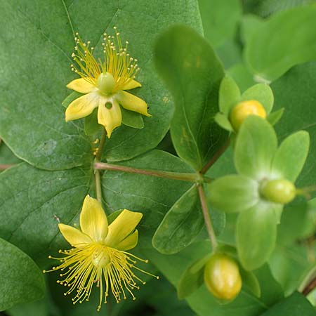 Hypericum x inodorum \ Duftloses Johanniskraut / Tall Tutsan, D K&ouml;nigstein-Falkenstein 30.6.2023