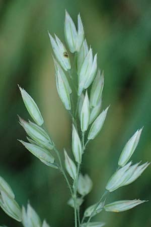 Holcus lanatus \ Wolliges Honiggras, D Heppenheim 30.7.2024