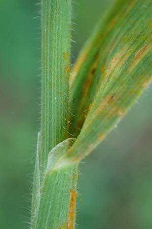 Holcus lanatus \ Wolliges Honiggras, D Heppenheim 30.7.2024