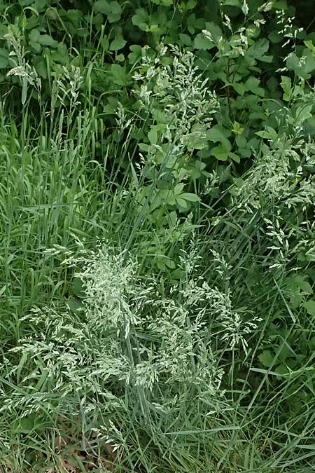 Holcus lanatus \ Wolliges Honiggras, D Mannheim 17.5.2025