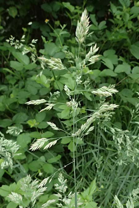 Holcus lanatus \ Wolliges Honiggras, D Mannheim 17.5.2025