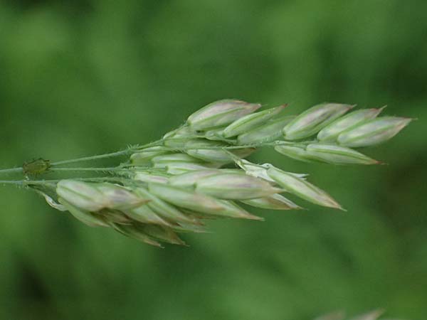 Holcus lanatus \ Wolliges Honiggras, D Mannheim 17.5.2025