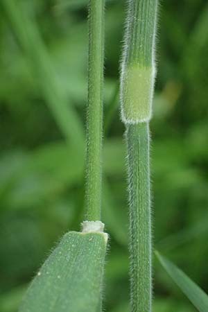 Holcus lanatus \ Wolliges Honiggras, D Mannheim 17.5.2025