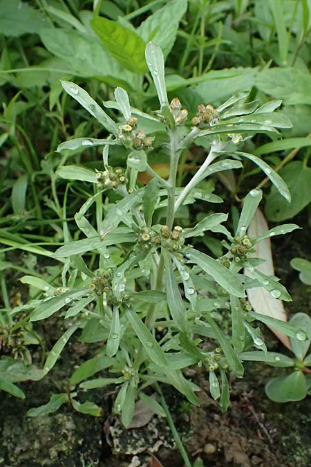 Gnaphalium uliginosum \ Sumpf-Ruhrkraut, D Mannheim 14.9.2026