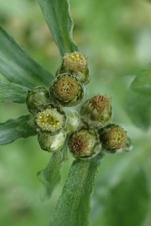 Gnaphalium uliginosum \ Sumpf-Ruhrkraut, D Mannheim 14.9.2026