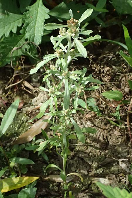 Gnaphalium uliginosum \ Sumpf-Ruhrkraut, D Mannheim 14.9.2026