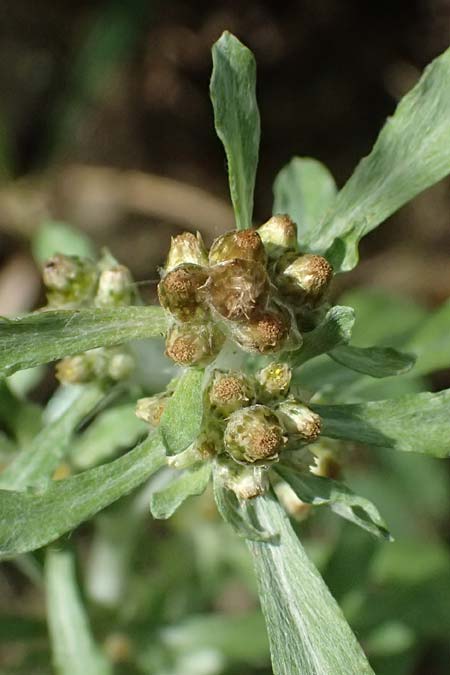 Gnaphalium uliginosum \ Sumpf-Ruhrkraut, D Mannheim 14.9.2026