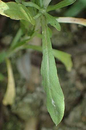 Gnaphalium uliginosum \ Sumpf-Ruhrkraut, D Mannheim 14.9.2026