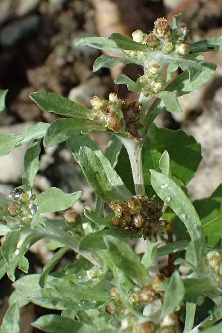 Gnaphalium uliginosum \ Sumpf-Ruhrkraut, D Mannheim 14.9.2026